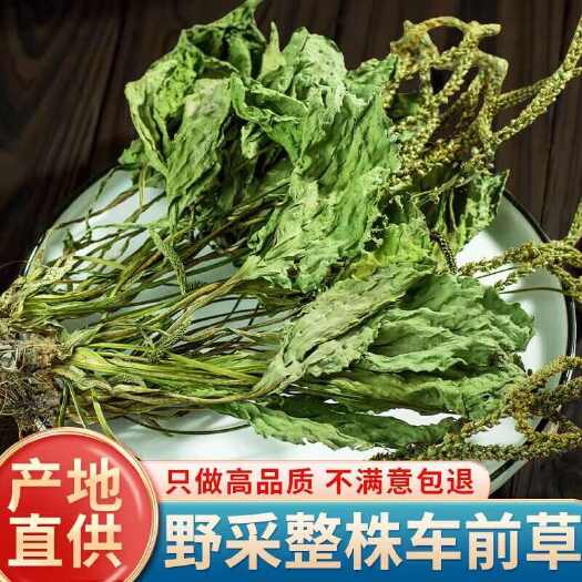 建宁县车前草500克g干货新鲜袋泡茶包搭猫爪草猫抓草车前子非中药材