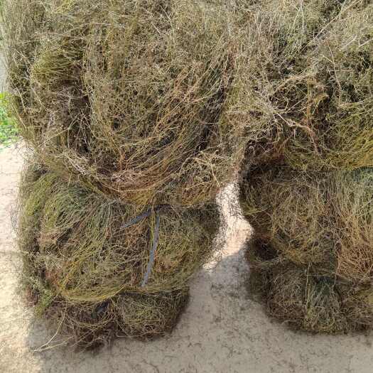 阳朔县白花蛇舌草