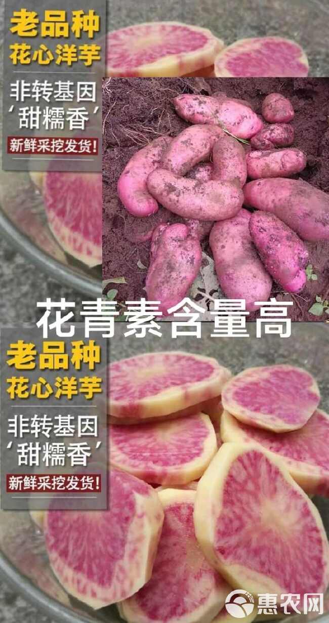 七彩土豆花心土豆非转基因土豆高原农家非转基因土豆包邮