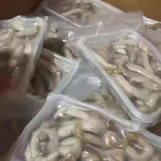 东山县加工好的沙虫肉批发