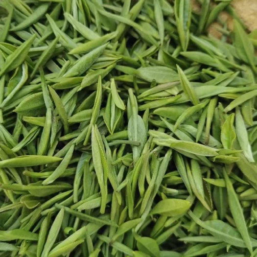 十堰茶园直供明前毛尖