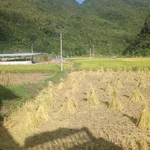 罗甸县稻草