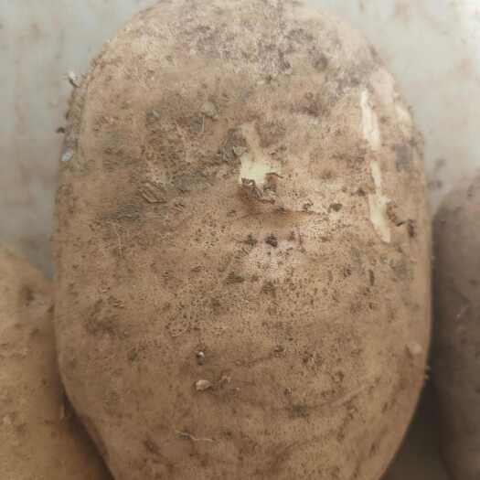 精品威芋七号