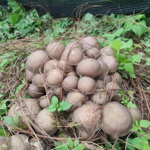 宣威市云南蘑菇，人工种植，口感鲜美，回味无穷
