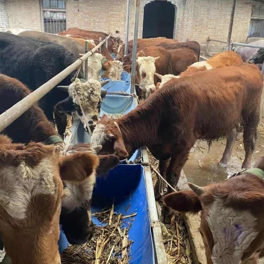 涟水县生牛