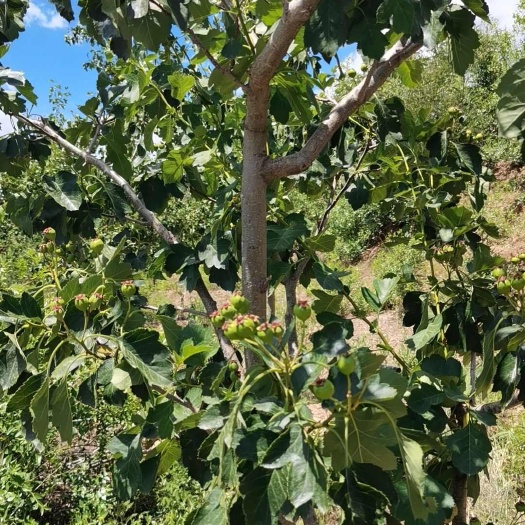 建昌县大果磨盘山楂树，矮树，