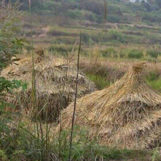 忠县南方重庆农村稻谷梗稻草