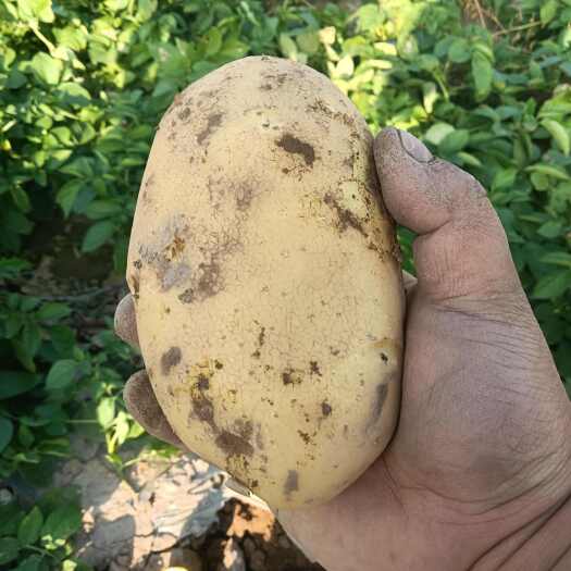 永昌县黄皮黄心土豆希森6号
