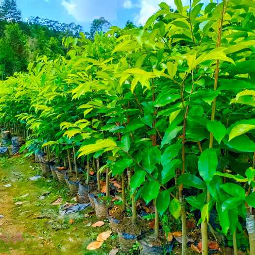 化州市常年供应奇楠沉香树苗