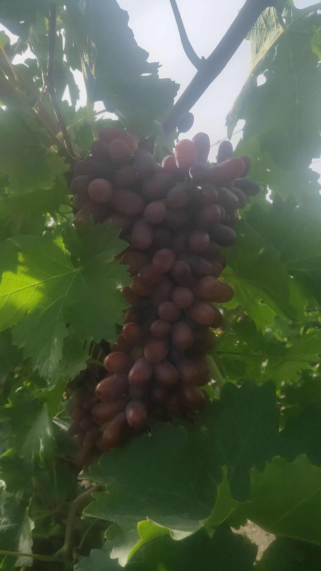 自己家的克伦
