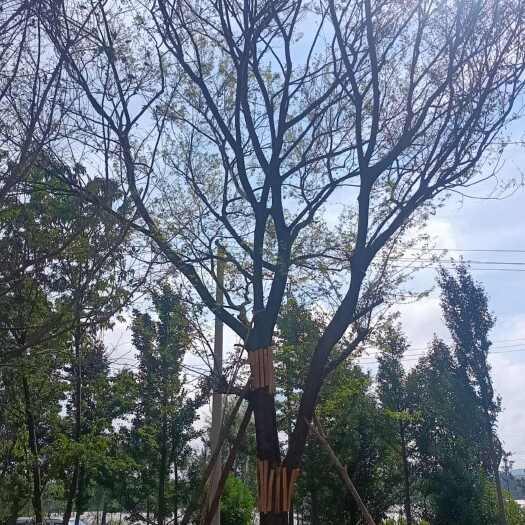 寻甸县朴树黄莲木户