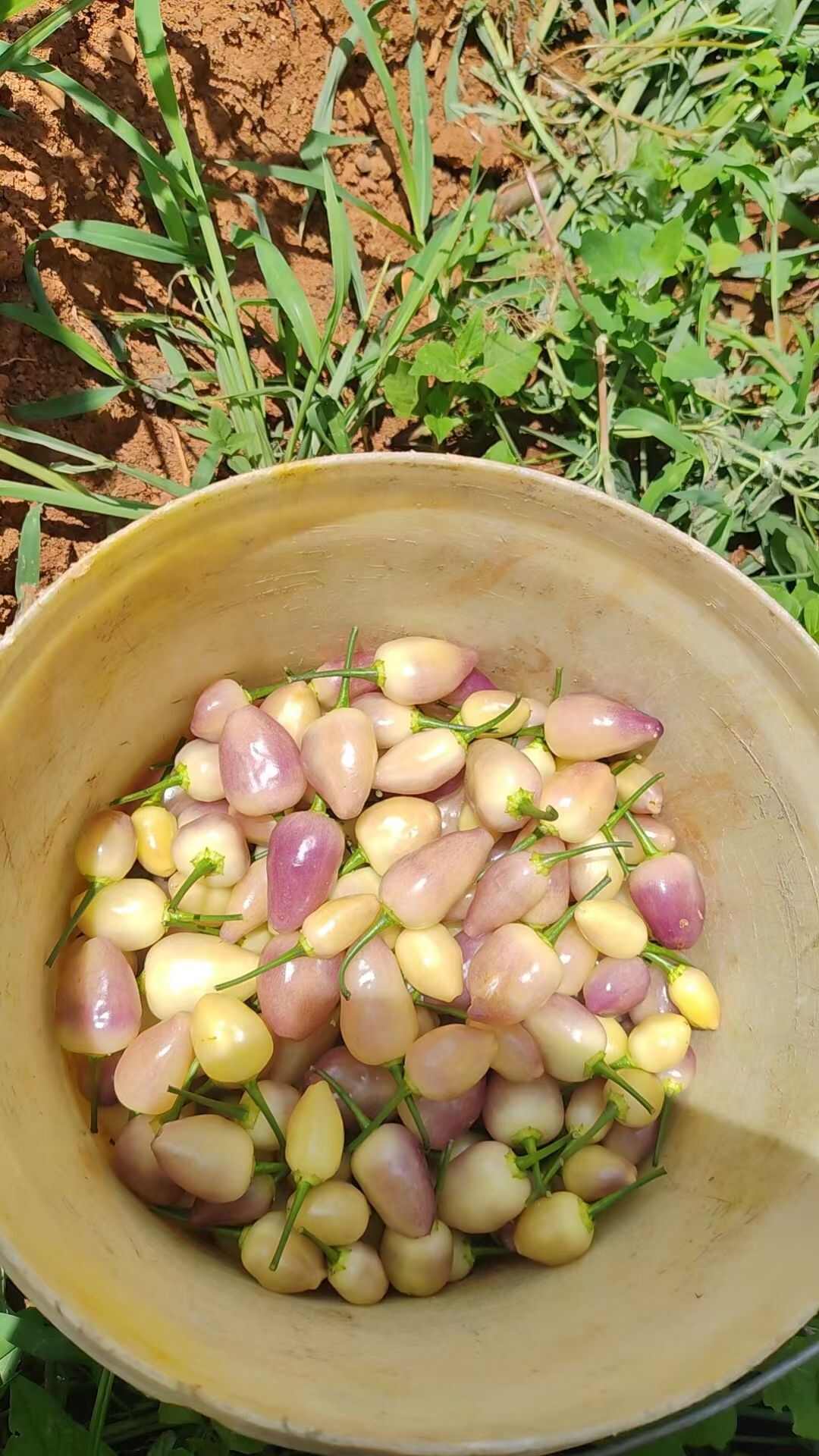 精品七彩椒，需要的老板联系