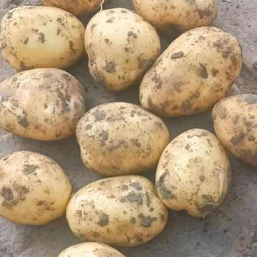 公主岭市东北土豆大量上市产地直发黄心土豆，实验一，尤金，各种品种欢迎
