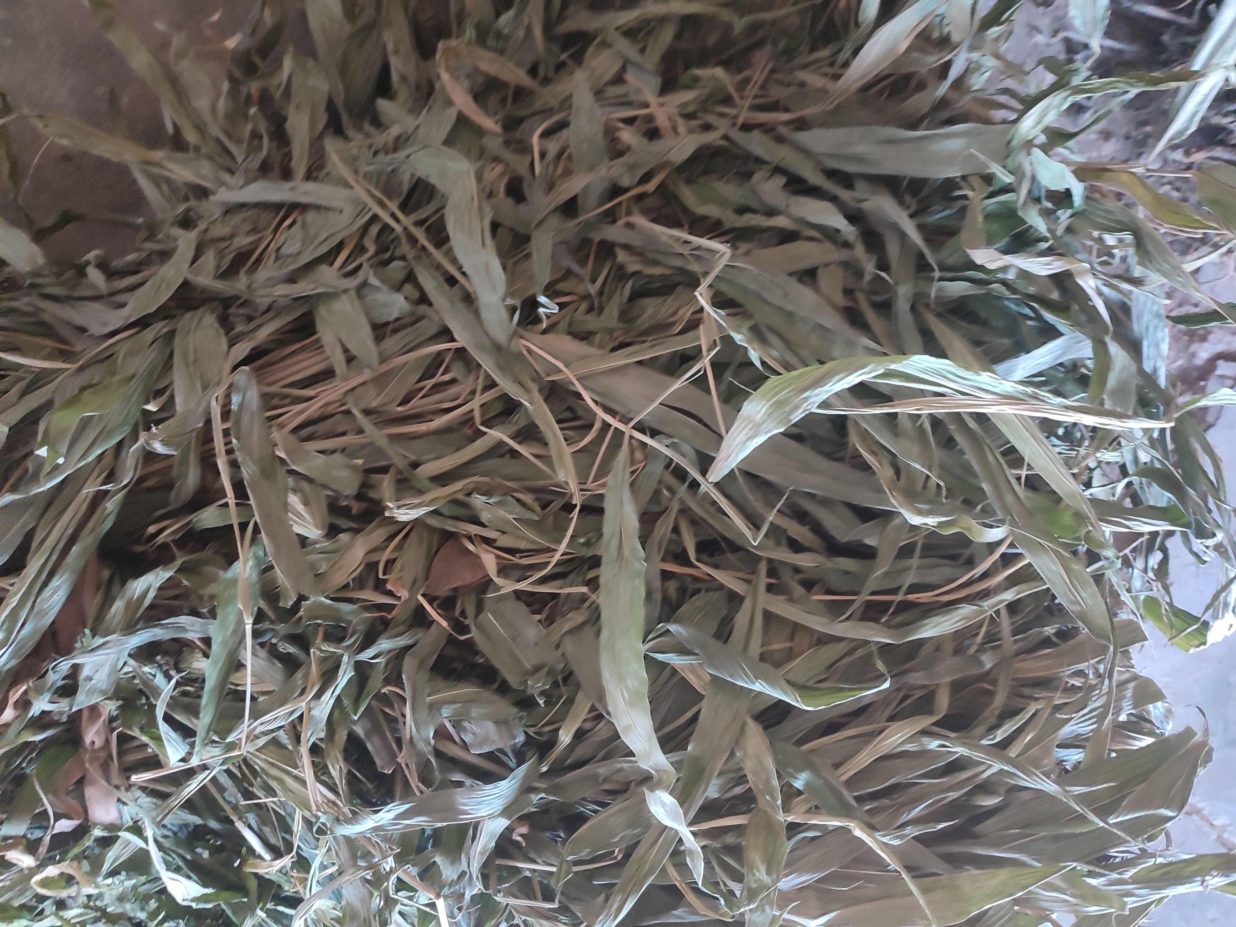 淡竹葉，大別山純淡竹葉整顆帶根