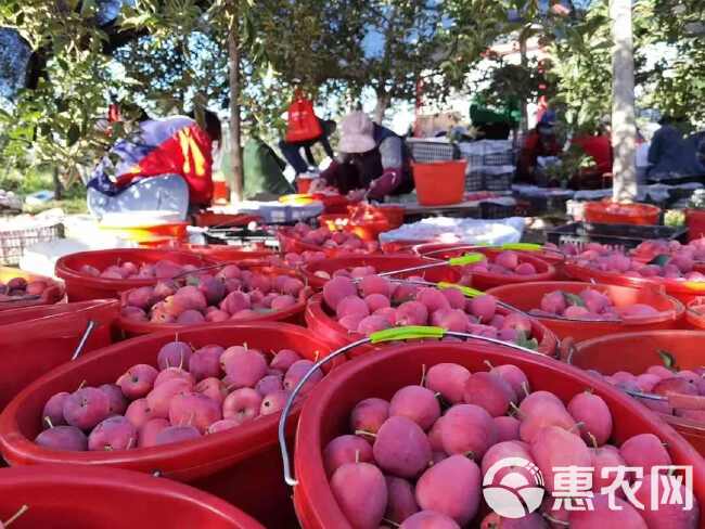 新疆伊犁香妃海棠果，新货上市了，大量批发落地配一件代发包邮