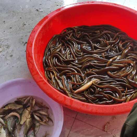 吉首市鳝鱼出售