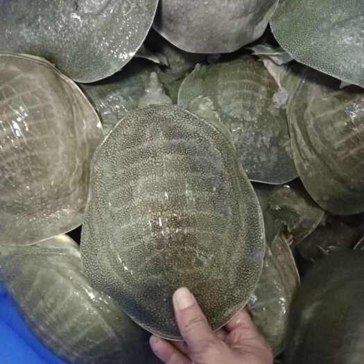 清远批发甲鱼