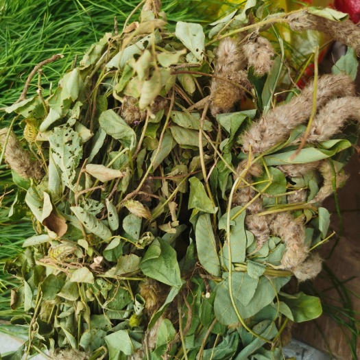 广西狸尾草，羊咩香产新，全部有花
