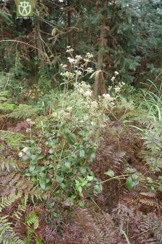 黎平县多须公又名：华泽兰别名白花根，寸杆树根