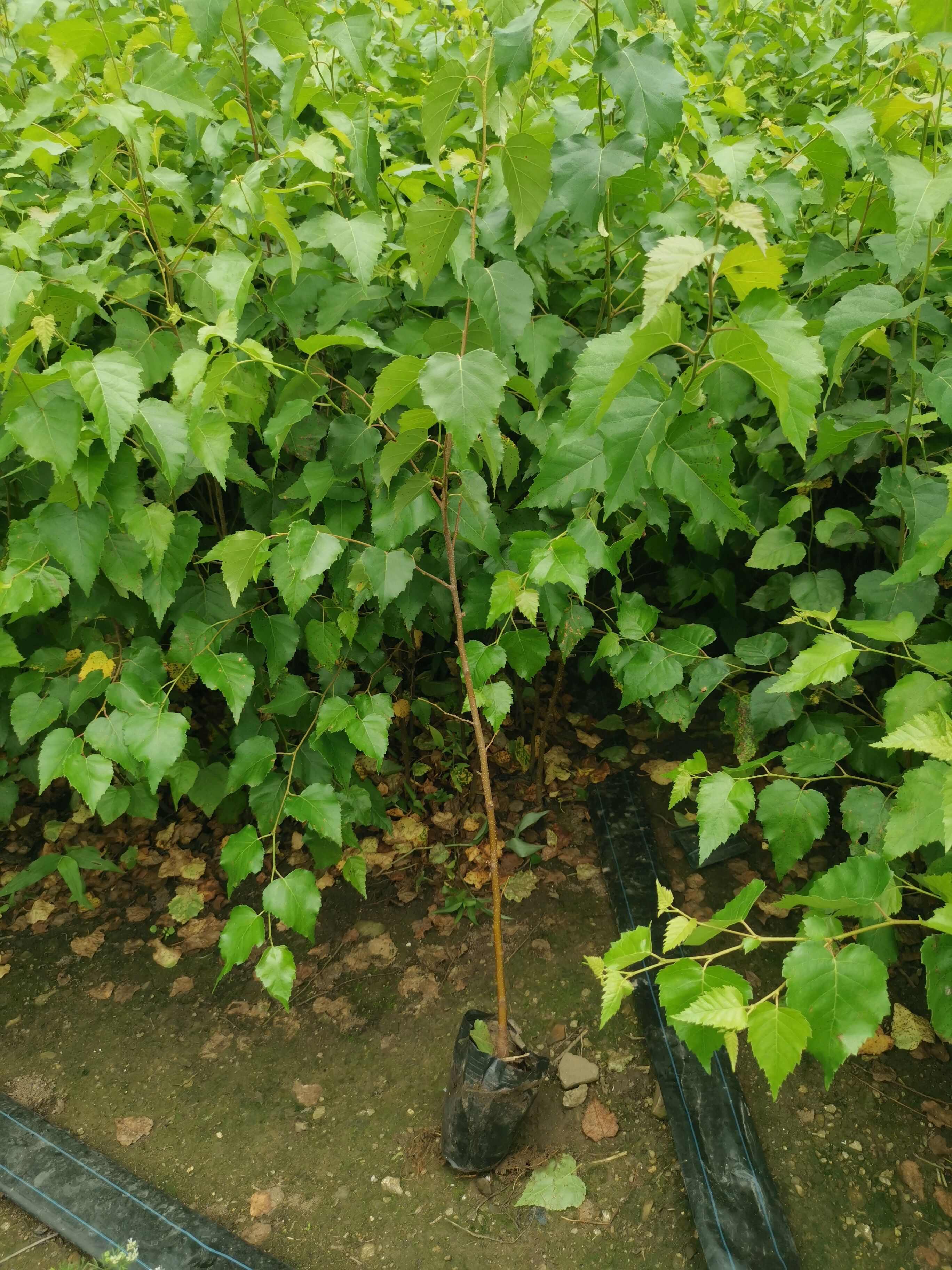二年白桦移植裸根苗