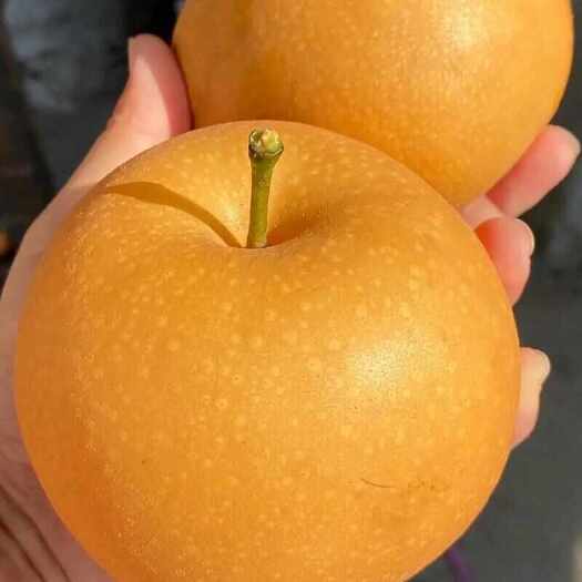泰安新品种蜜脆酥梨苗  嫁接成品苗