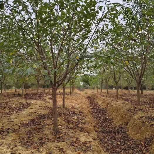 南京早樱  日本早樱花出售 苗圃定植5公分-12公分量大