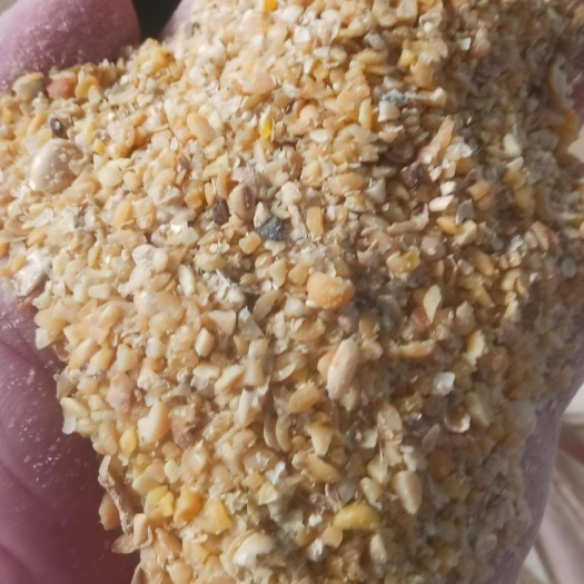 临清市碎大豆山东本地非转基因大豆！榨油，做饼，上地，价格便宜质量保