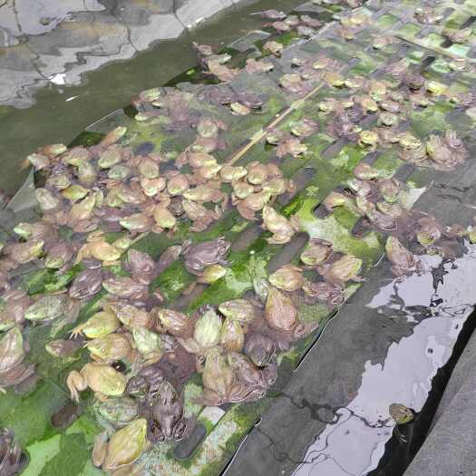 建水县牛蛙
