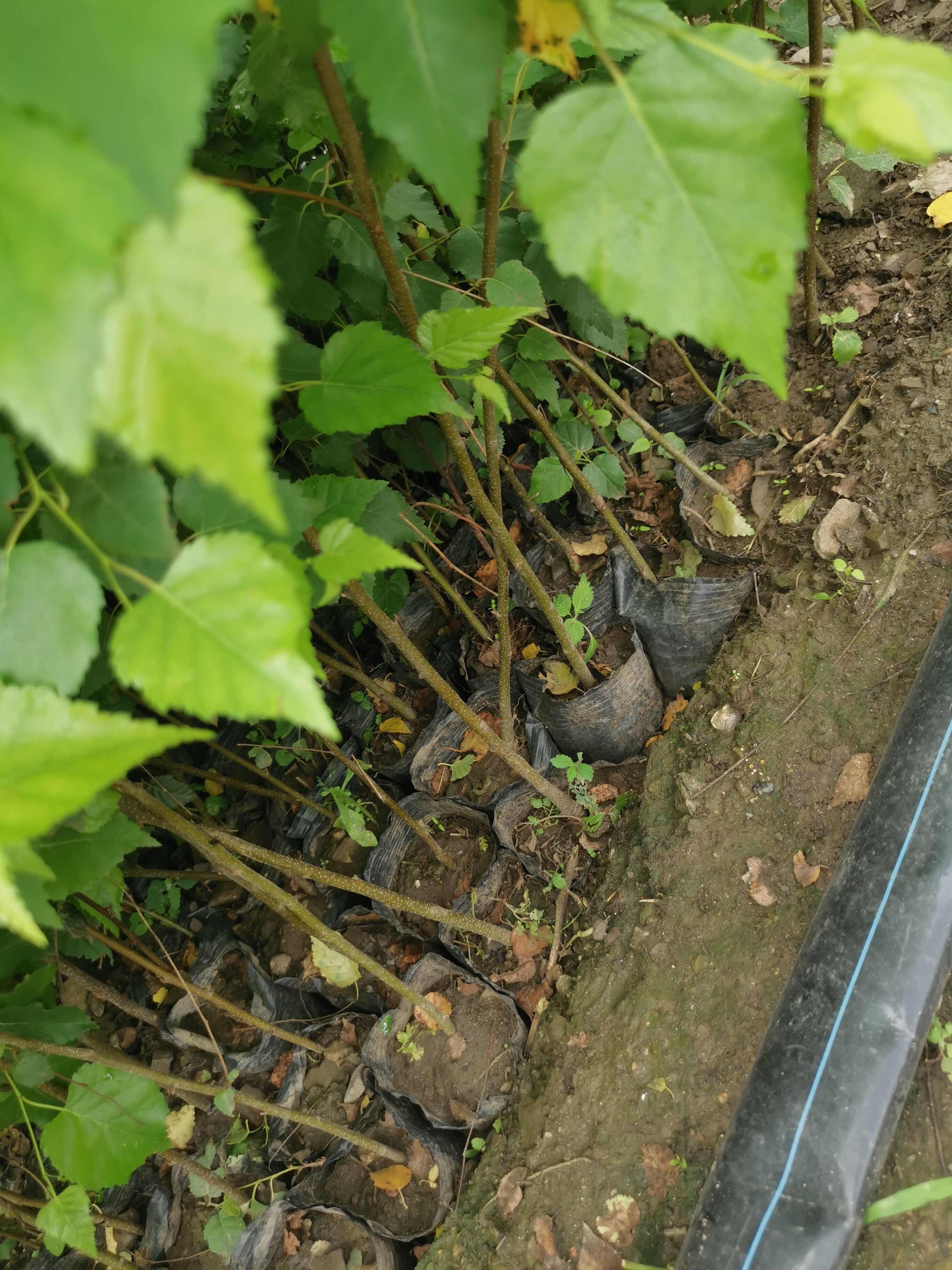 二年白桦移植裸根苗