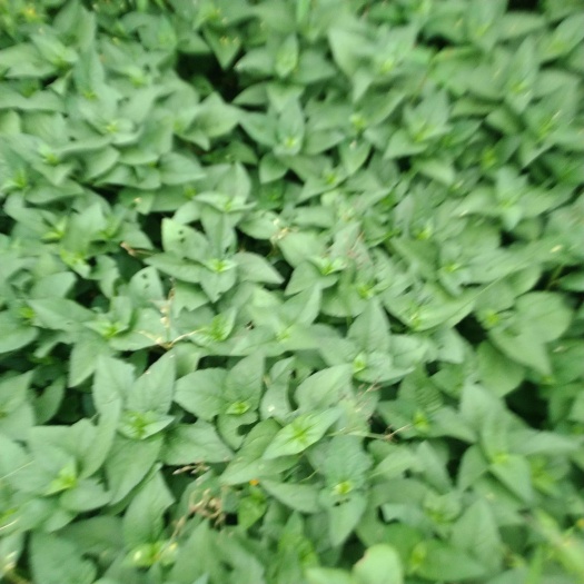 狗肝菜