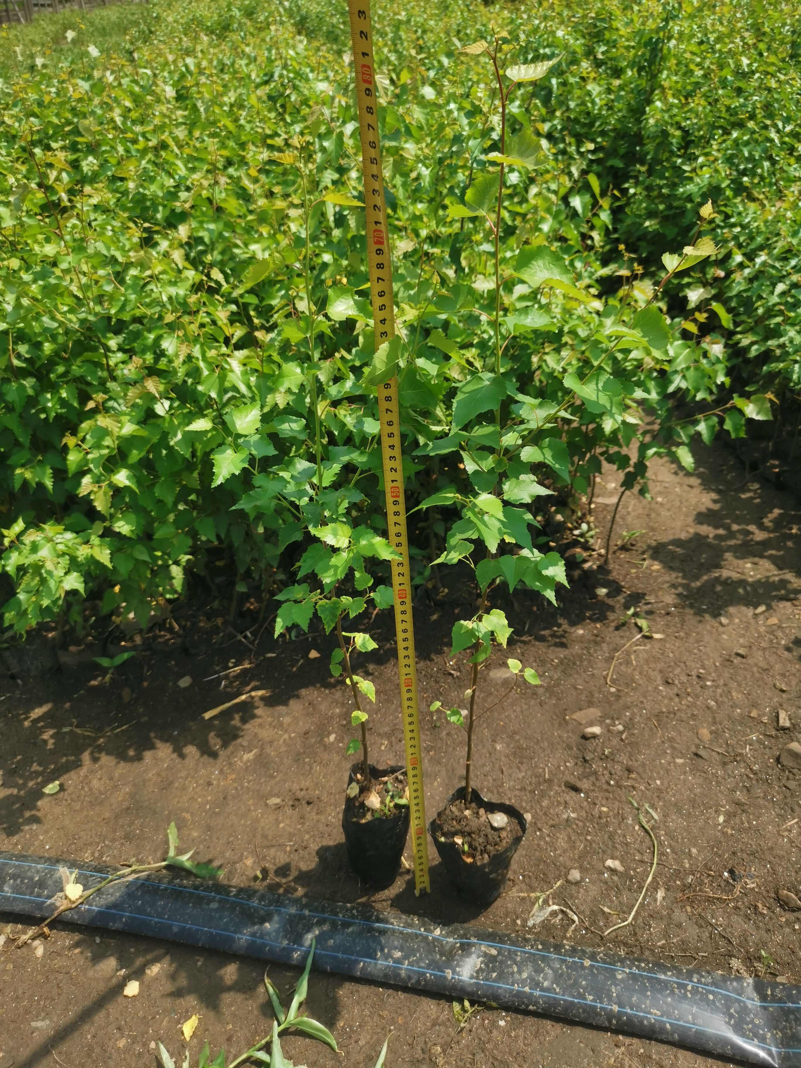 二年白桦移植裸根苗