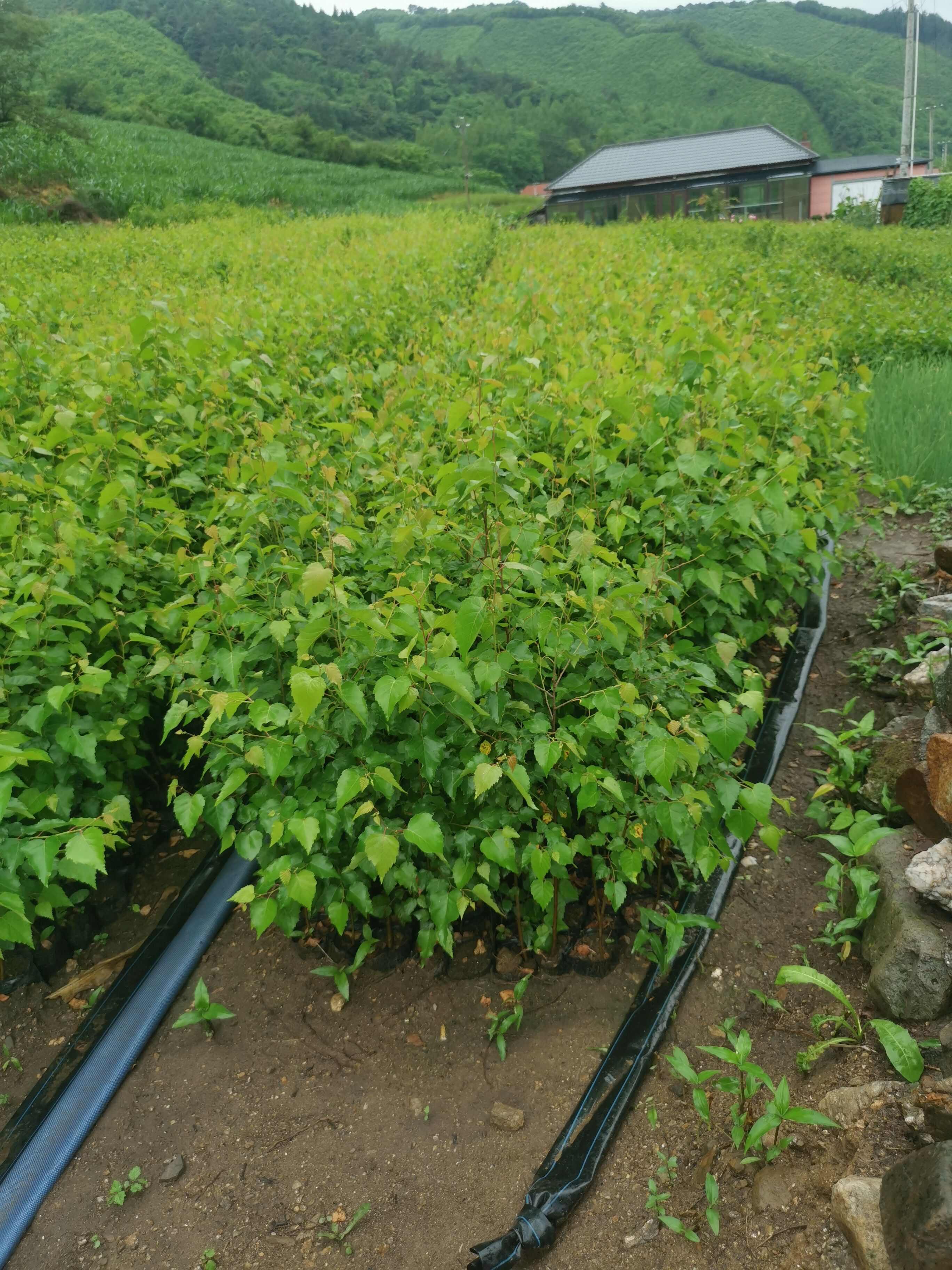 二年白桦移植裸根苗