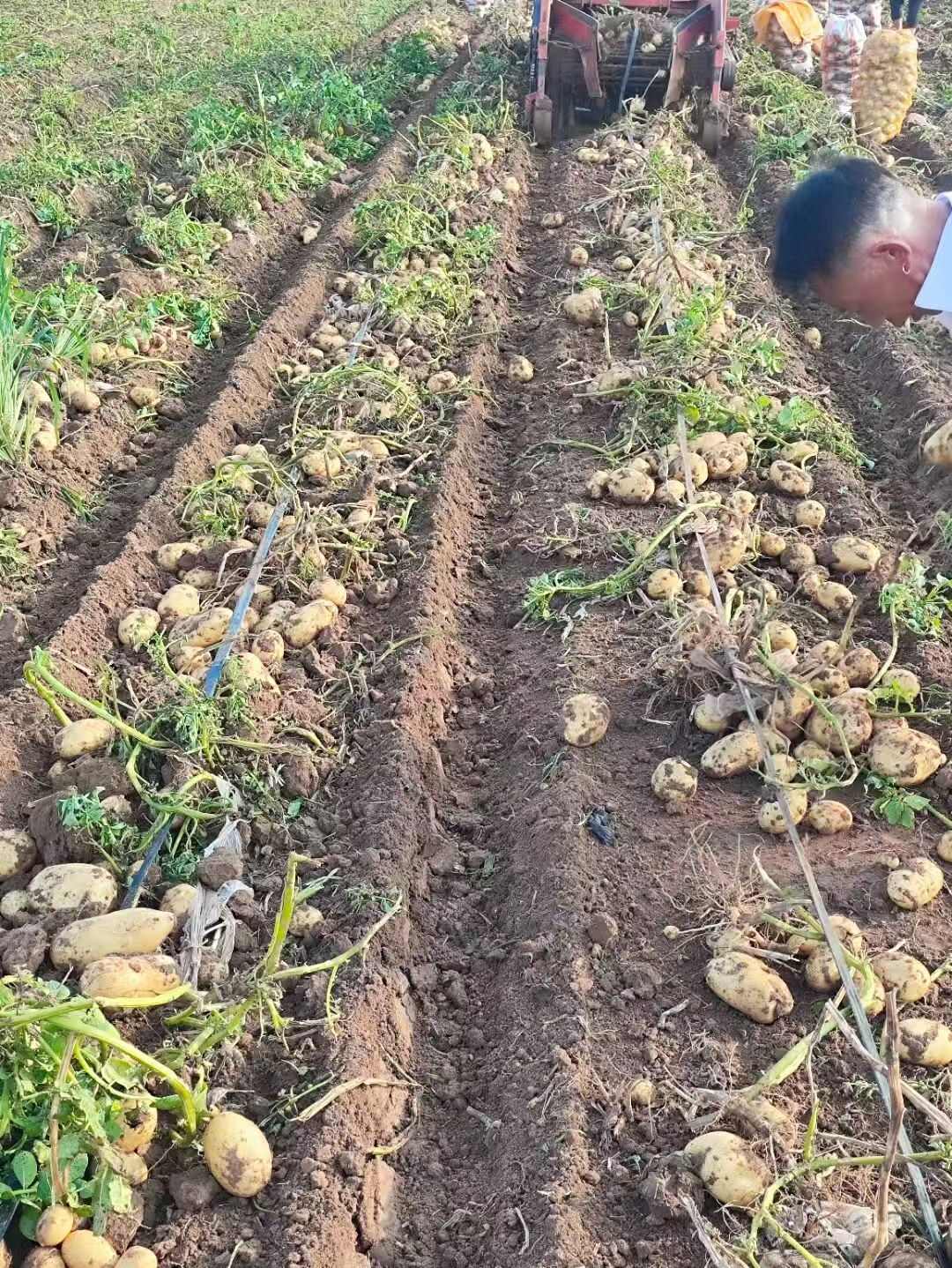 沃土5号