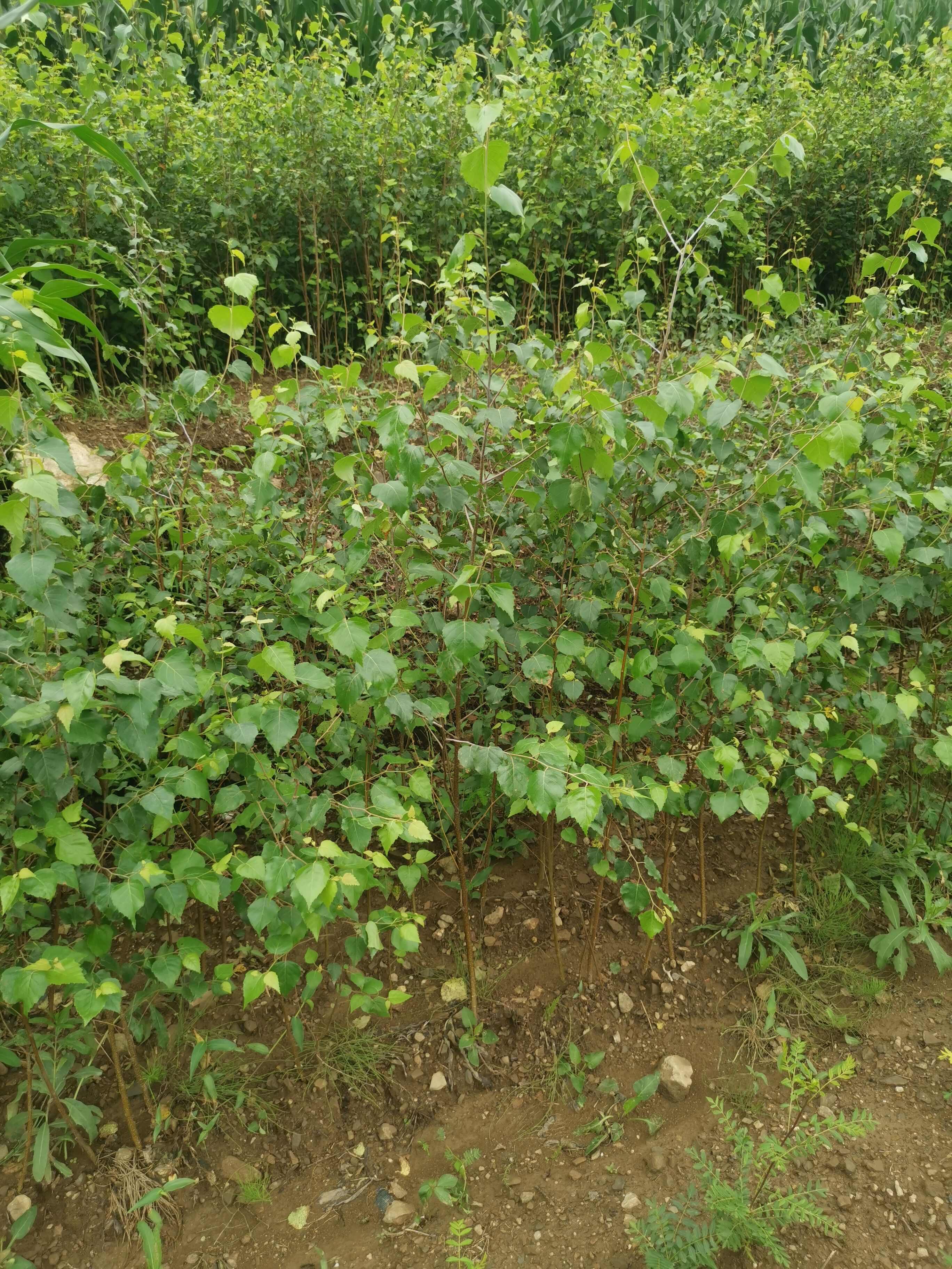 二年白桦移植裸根苗