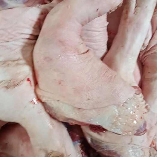 玉溪猪手，猪脚常年有货