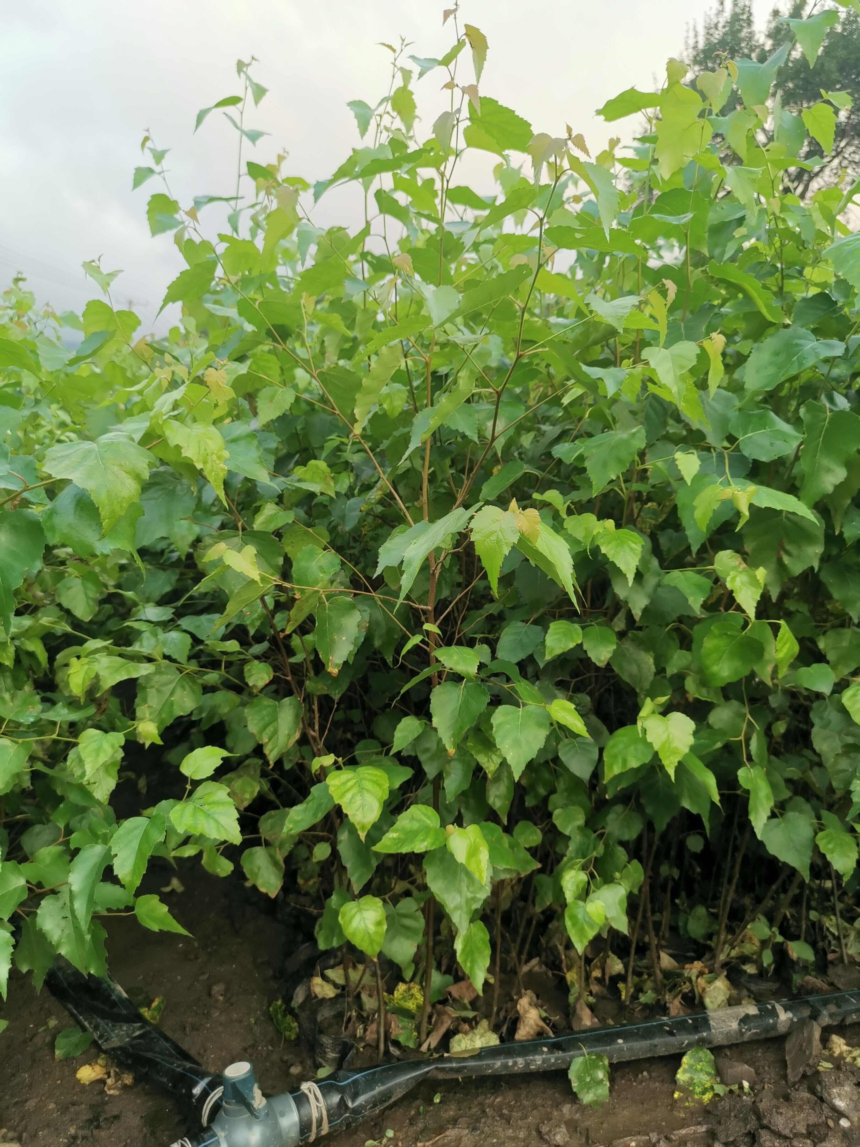 二年白桦移植裸根苗