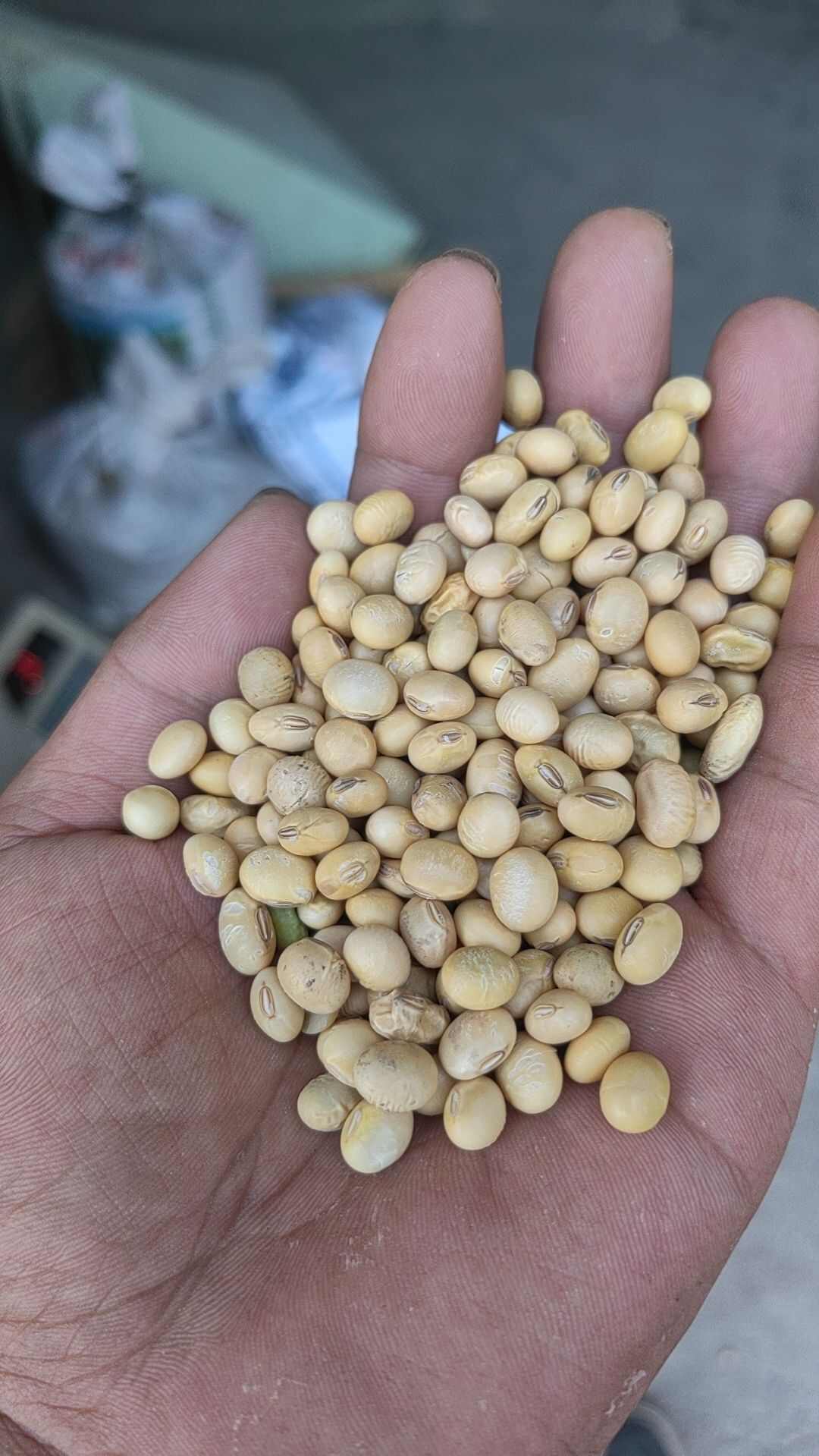 湖北黄豆，中黄豆子，蛋白高， 1等品，1手货源