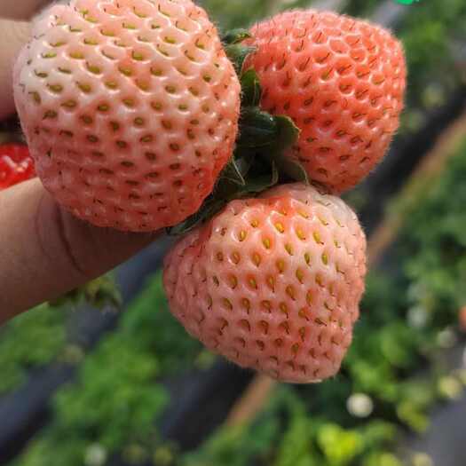 乐陵市桃熏草莓苗（水蜜桃味草莓苗）
