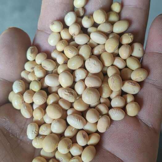 湖北中黄豆子，蛋白高， 1等品，1手货源
