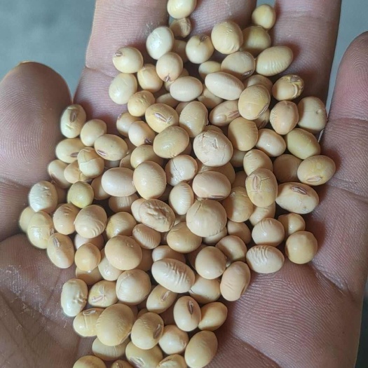 仙桃市湖北中黄豆子，蛋白高， 1等品，1手货源
