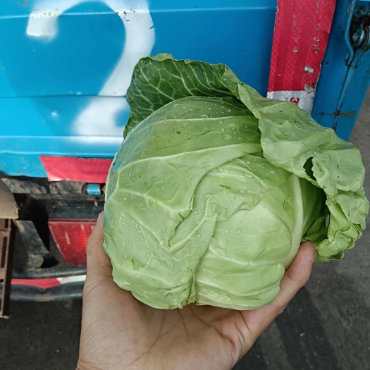 通许县甘蓝，铁头，软甘蓝，市场，超市大量供应
