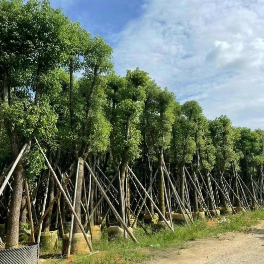 普宁市香樟（大骨架）3公分一30公分货源充足