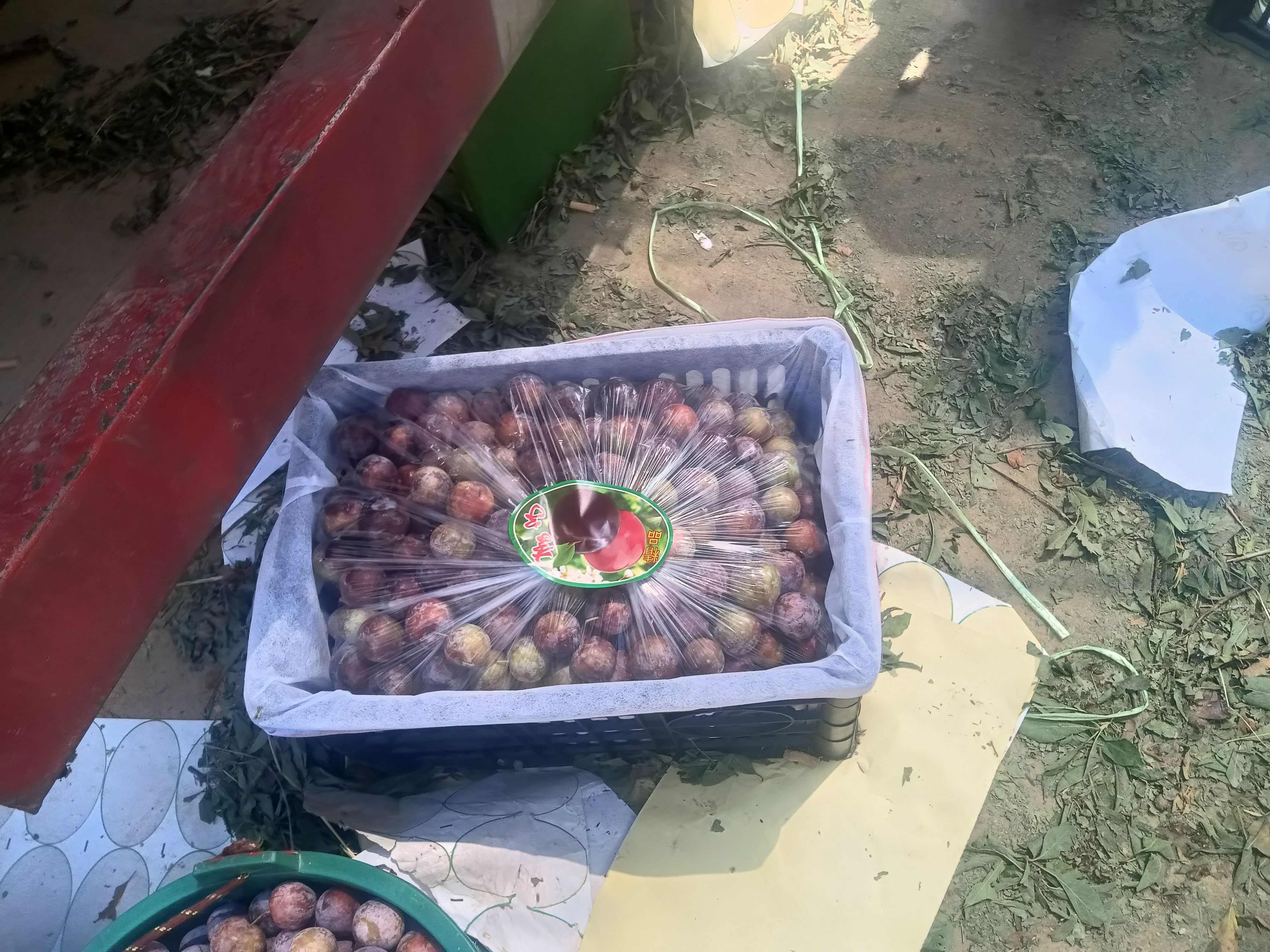 精品红脆李子大量上市现货供应欢迎采购