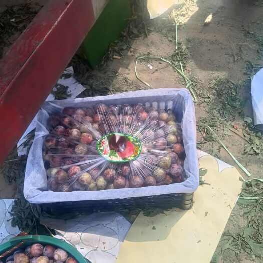 精品红脆李子大量上市现货供应欢迎采购