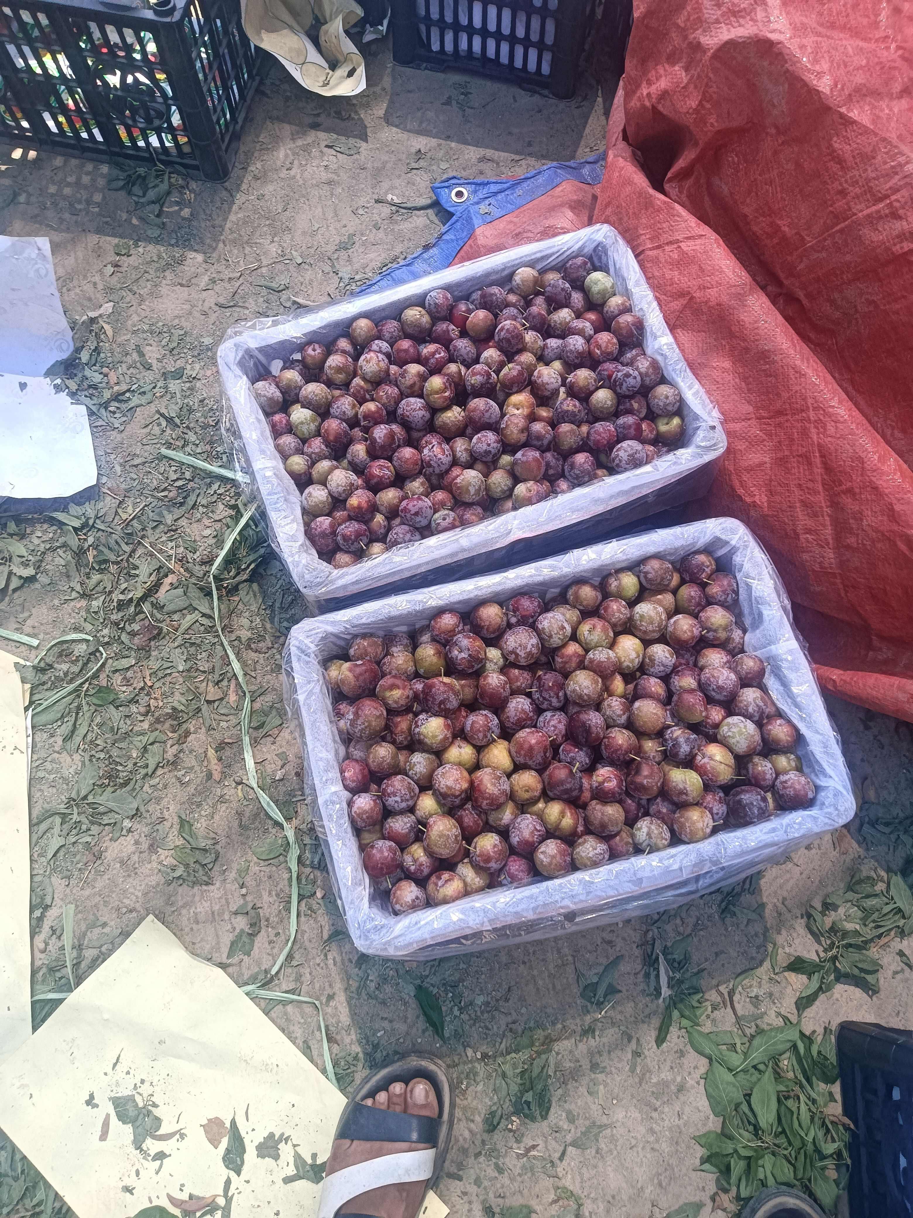 精品红脆李子大量上市现货供应欢迎采购