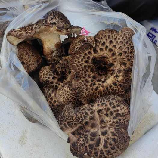 成都高原野生菌虎掌菌，干货，产地四川省甘孜州炉霍县