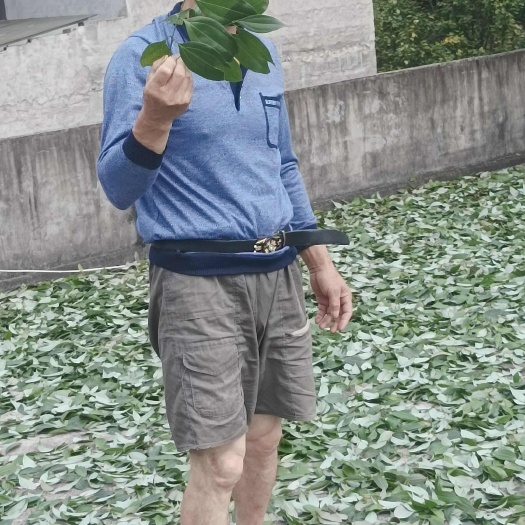新宁县秋后采摘的新货，百里飘香，更亮更香更有味
