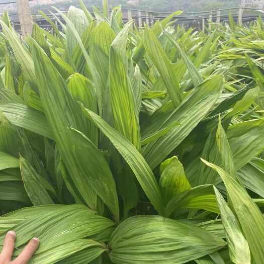 丘北县紫花白芨苗