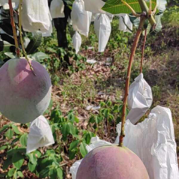 攀枝花本地凯特芒果 产地直供 一手货源