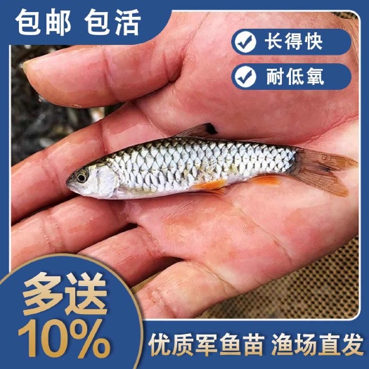 佛山军鱼苗青竹鲩鱼苗黄娟鱼苗倒刺鲅鱼淡水养殖可食用活体河石坚鱼苗